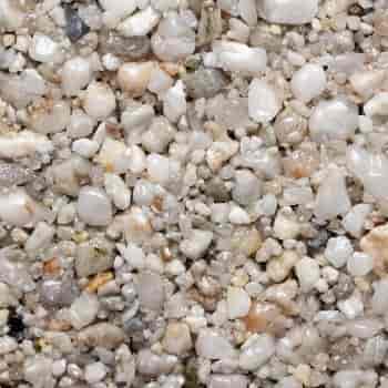 Oyster Pearl